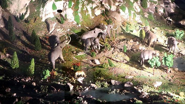 500 bin yıllık mamut fosili bile var Erzurum Müzesine yoğun ilgi: 100 bin kişi gezdi 500 bin yıllık mamut fosili bile var Erzurum Müzesine yoğun ilgi: 100 bin kişi gezdi