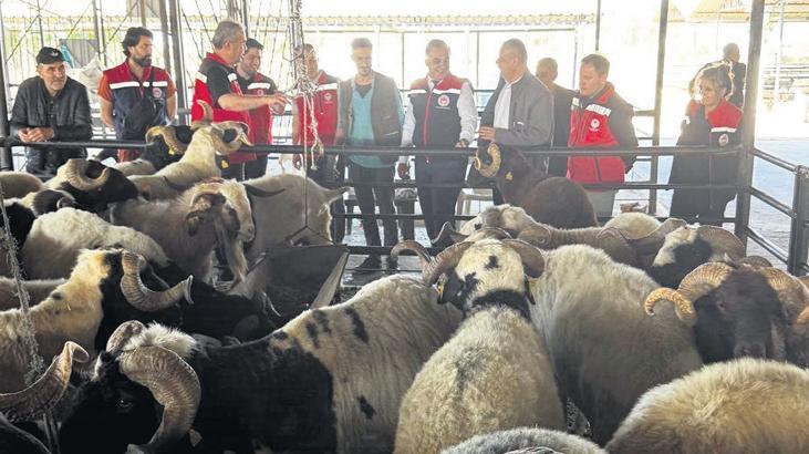 Kurban siz olmayın!