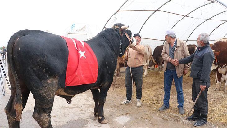 Kayseri'de 1 tonluk 'Paşa' dudak uçuklatan fiyata satıldı! 'Denizi olmayan memlekete gemi getirdim!'