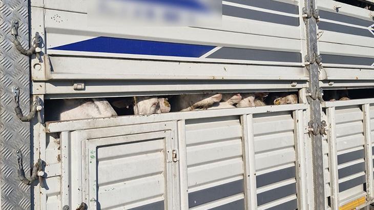Yer: İstanbul! Kaçak kurbanlık denetiminde 626 bin lira para cezası