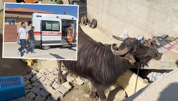 Çorum'da kaçan kurbanlık ortalığı birbirine kattı! Sahibi çareyi bodruma saklanmakta buldu