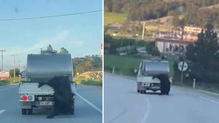 Kurbanlık hayvanı kamyonetin kasasından sarkıttı! Bolu Valiliği düğmeye bastı: Dudak uçuklatan ceza