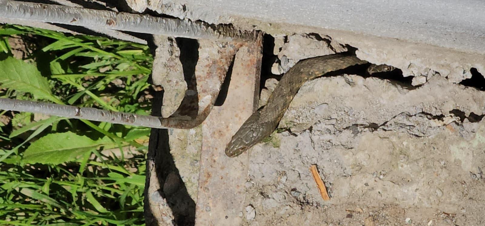 Boyları tam 3 metre Yılanlar tüm evi sardı, aile çaresiz: Geceleri uyuyamıyoruz