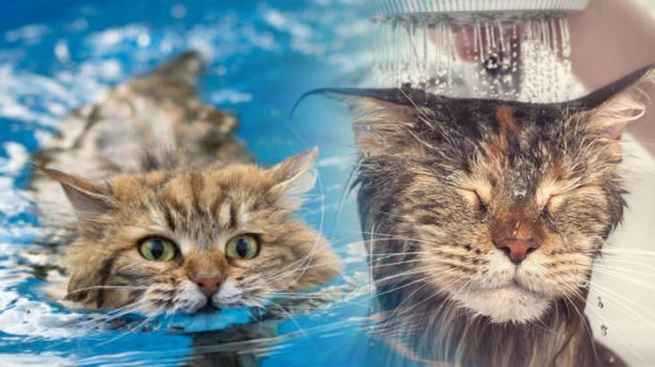 KEDİLER VE SU