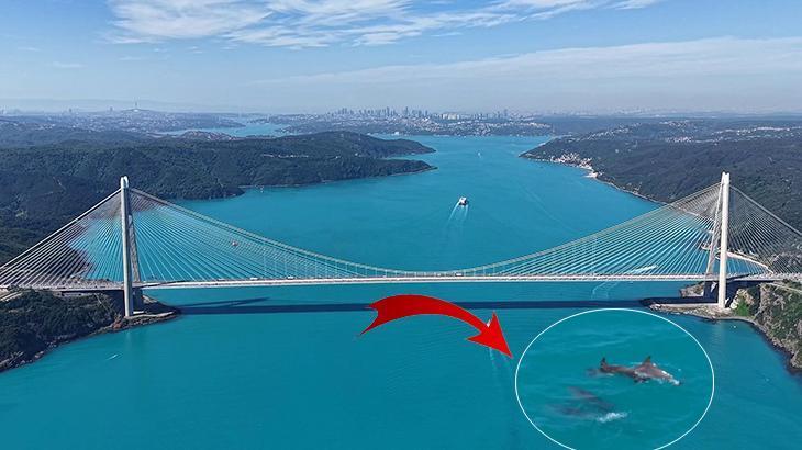 Turkuaz renge bürünen İstanbul Boğazı’nda sürpriz görüntü! Bir anda ortaya çıktılar