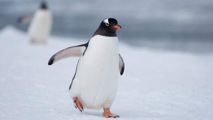 Antarktikanın dondurucu sırrı Penguenler neden üşümez