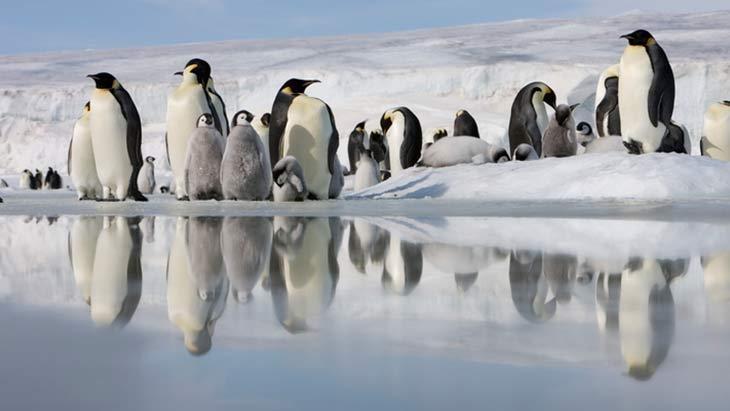 Antarktikanın dondurucu sırrı Penguenler neden üşümez