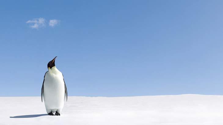 Antarktikanın dondurucu sırrı Penguenler neden üşümez