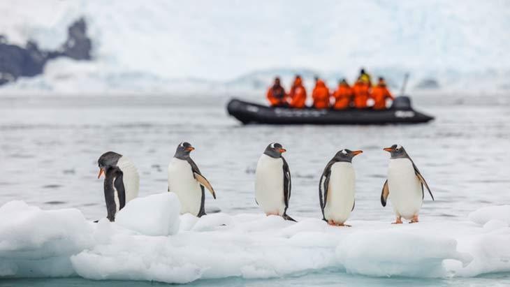 Antarktikanın dondurucu sırrı Penguenler neden üşümez