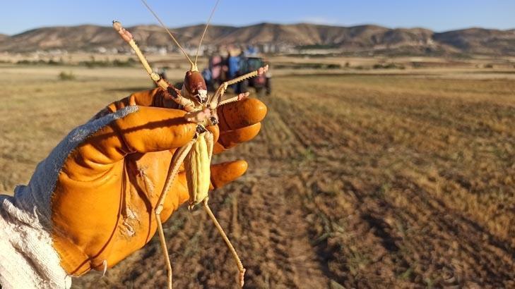 Mercimek hasadında sıra dışı karşılaşma: Tarladaki dev Et yedirip, kaydettiler