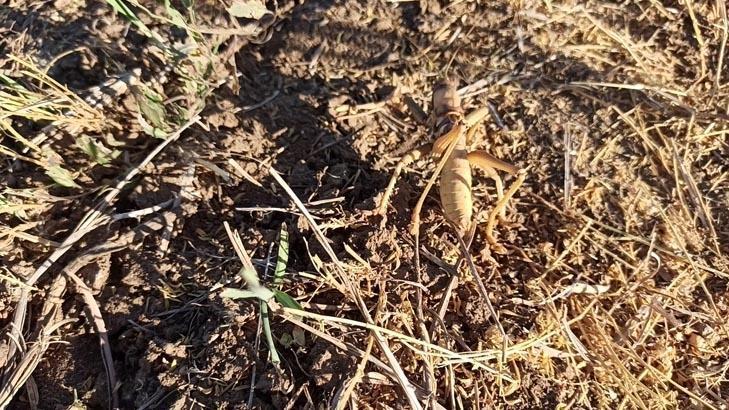 Mercimek hasadında sıra dışı karşılaşma: Tarladaki dev Et yedirip, kaydettiler