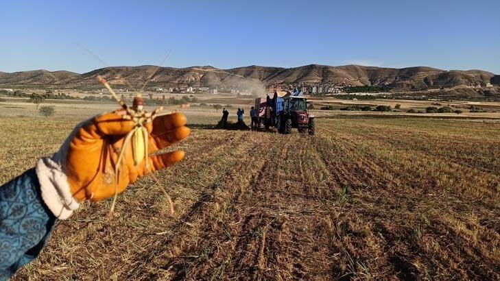 Mercimek hasadında sıra dışı karşılaşma: Tarladaki dev Et yedirip, kaydettiler