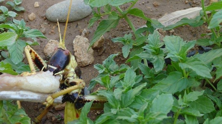 Mercimek hasadında sıra dışı karşılaşma: Tarladaki dev Et yedirip, kaydettiler