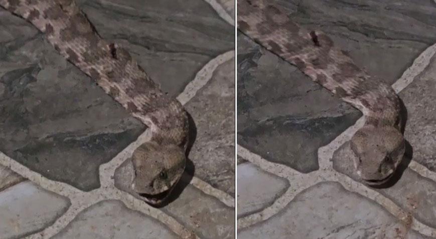 Yer: Şırnak! Çay keyfi kabusa döndü: Dev yılan paniği