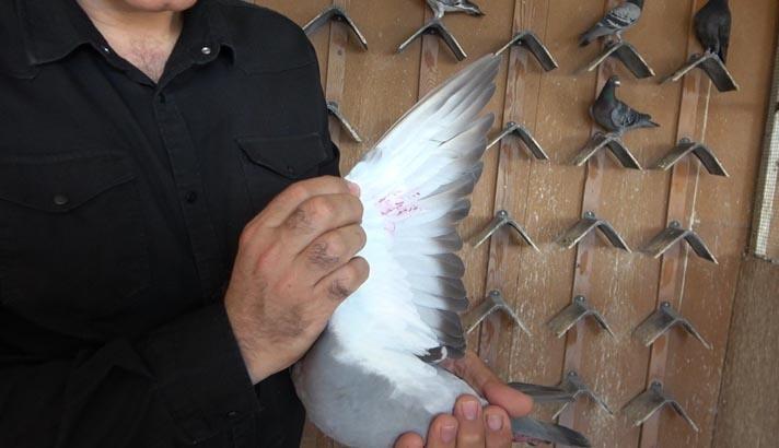 Karsta bırakıldı, 1 günde aştığı yol şaşırttı: Eşine olanan sadakati sayesinde