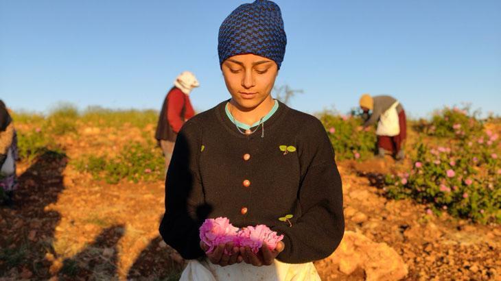 Mardin'de gül bahçesi kurdu! Bölge kadınlarına istihdam sağladı