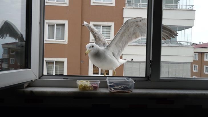Trabzonda ‘Züccaciyeci Jonathan’ efsanesi: Onu gözlerinden tanıyorum