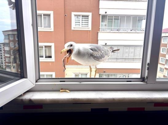 Trabzonda ‘Züccaciyeci Jonathan’ efsanesi: Onu gözlerinden tanıyorum