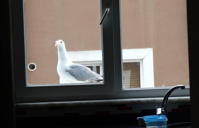 Trabzonda ‘Züccaciyeci Jonathan’ efsanesi: Onu gözlerinden tanıyorum