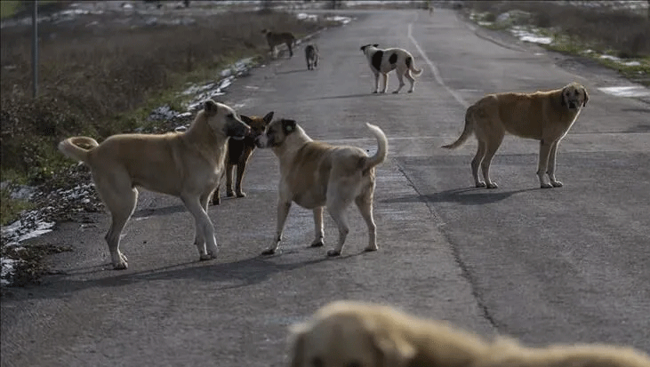 Son dakika... Sahipsiz köpek saldırıları sonrası 3 belediye başkanı hakkında işlem