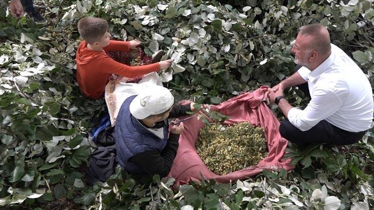 Kilosu bu yıl tam 3 bin lira oldu Hasat eden paraya para demiyor: 40 yıldır bu işi yapıyorum