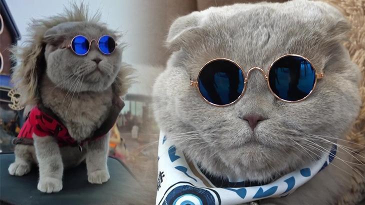 'Ölecek' denilen kedi denizde yüzüyor, Uludağ'da kayıyor: Masrafları karşılayabilmek için atımı sattım