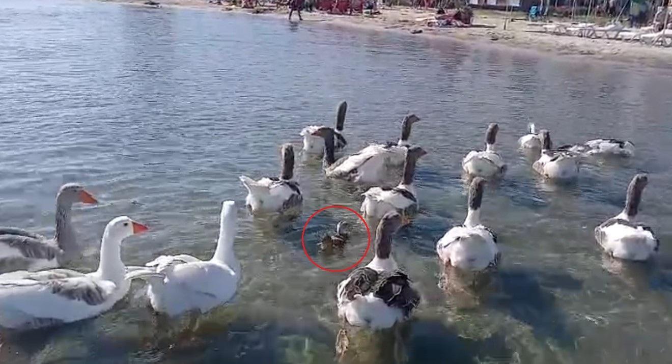Şartlı tahliye edilmişlerdi! Erdek'in ünlü kazları bu kez yürekleri ısıttı