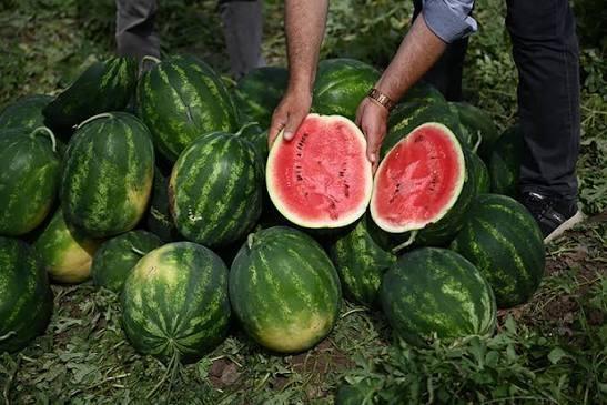 KARPUZUN AĞIRLIĞI VE PARLAKLIĞINA DİKKAT EDİLMELİ