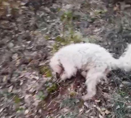 Köpeklerle adım adım arayıp buldular Toprağın 5 ila 20 santimetre altında: 30 milyon TL kazandıracak