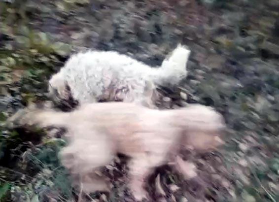 Köpeklerle adım adım arayıp buldular Toprağın 5 ila 20 santimetre altında: 30 milyon TL kazandıracak