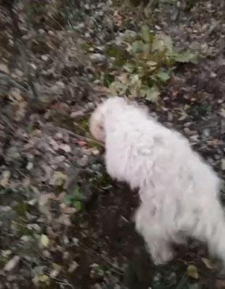 Köpeklerle adım adım arayıp buldular Toprağın 5 ila 20 santimetre altında: 30 milyon TL kazandıracak