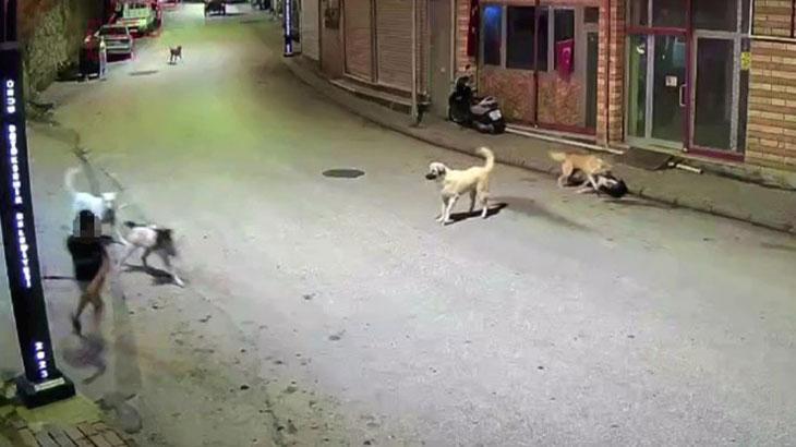 Ordu'da küçük çocuk sokak köpeklerinin saldırısına uğradı
