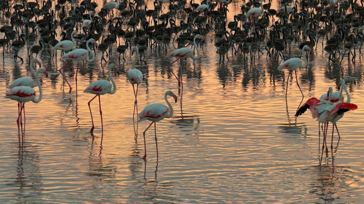 Koruma çalışmaları sonuç verdi! Tuz Gölü'nde rekor yavru flamingo sayısı