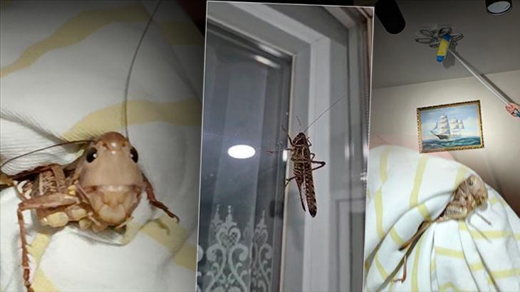SON DAKİKA: İstanbul'da 'çekirge istilası' var mı? Bakanlık'tan açıklama