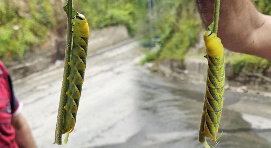 Rize'de ortaya çıkan dev tırtıl panik yarattı! Uzunluğunu gören şoke oldu