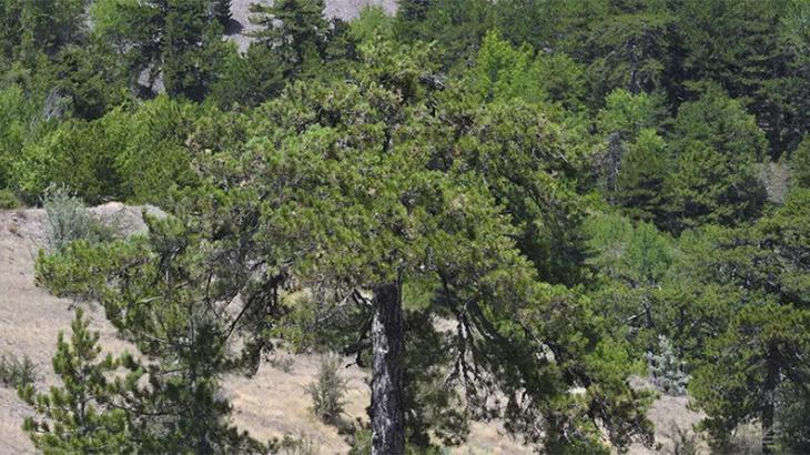 Ankara'da ormanlara giriş yasağı uzatıldı