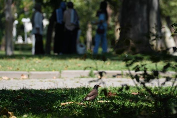 İstanbulda sessiz istila Kartalda görüldü, kentin dört bir yanına yayıldı