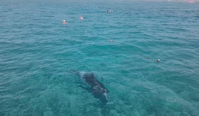 Yer: Alanya Denizde belirdi kıyıya kadar yaklaştı: Dakikalarca turistlerle yüzdü