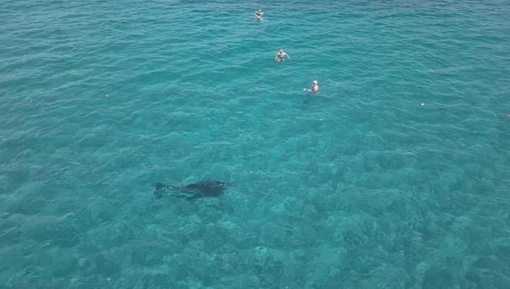 Yer: Alanya Denizde belirdi kıyıya kadar yaklaştı: Dakikalarca turistlerle yüzdü