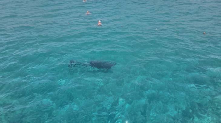 Yer: Alanya Denizde belirdi kıyıya kadar yaklaştı: Dakikalarca turistlerle yüzdü
