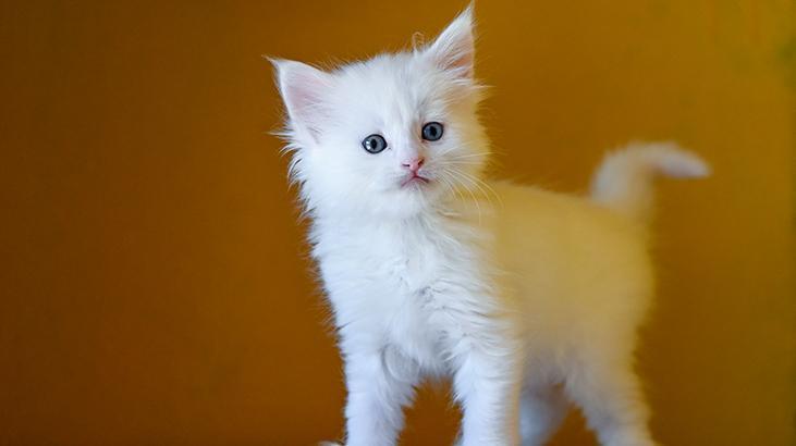 Vandaki Kedi Villası yıl başından bu yana yaklaşık 80 bin ziyaretçi ağırladı
