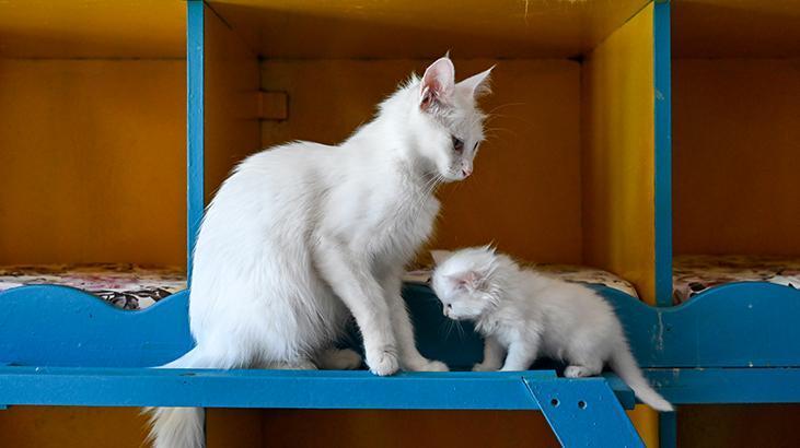Vandaki Kedi Villası yıl başından bu yana yaklaşık 80 bin ziyaretçi ağırladı