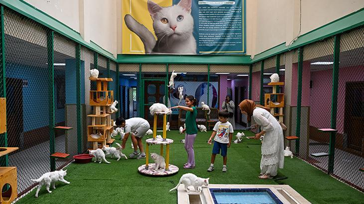 Vandaki Kedi Villası yıl başından bu yana yaklaşık 80 bin ziyaretçi ağırladı