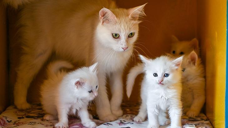 Vandaki Kedi Villası yıl başından bu yana yaklaşık 80 bin ziyaretçi ağırladı
