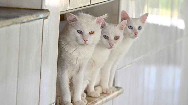Vandaki Kedi Villası yıl başından bu yana yaklaşık 80 bin ziyaretçi ağırladı