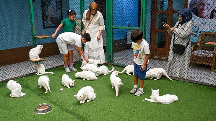 Vandaki Kedi Villası yıl başından bu yana yaklaşık 80 bin ziyaretçi ağırladı