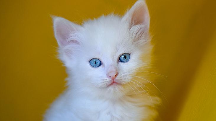 Vandaki Kedi Villası yıl başından bu yana yaklaşık 80 bin ziyaretçi ağırladı
