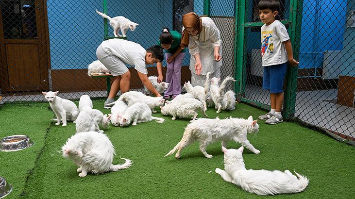 Vandaki Kedi Villası yıl başından bu yana yaklaşık 80 bin ziyaretçi ağırladı