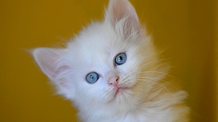 Vandaki Kedi Villası yıl başından bu yana yaklaşık 80 bin ziyaretçi ağırladı