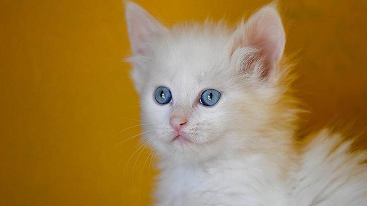 Vandaki Kedi Villası yıl başından bu yana yaklaşık 80 bin ziyaretçi ağırladı